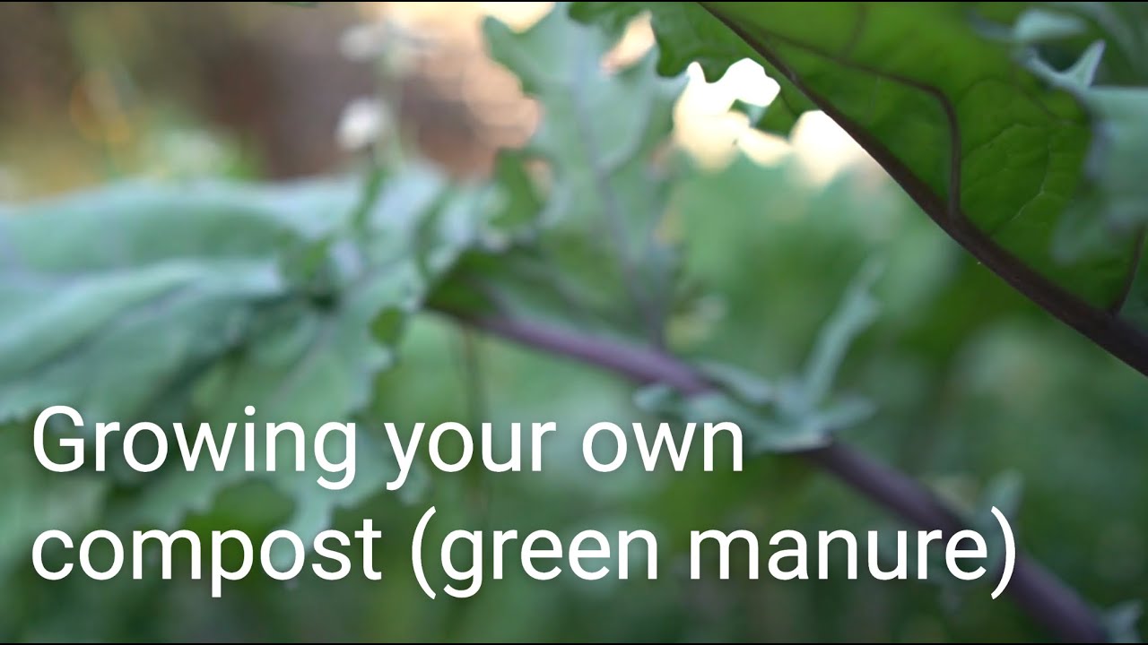 Выращивание собственного БЕСПЛАТНОГО компоста (зеленого удобрения)
