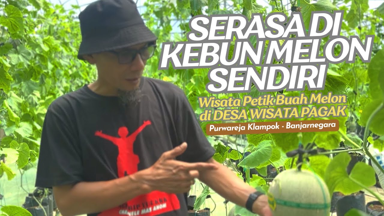 Wisata Petik Buah Melon Di Desa Wisata Pagak Purwareja Klampok Banjarnegara