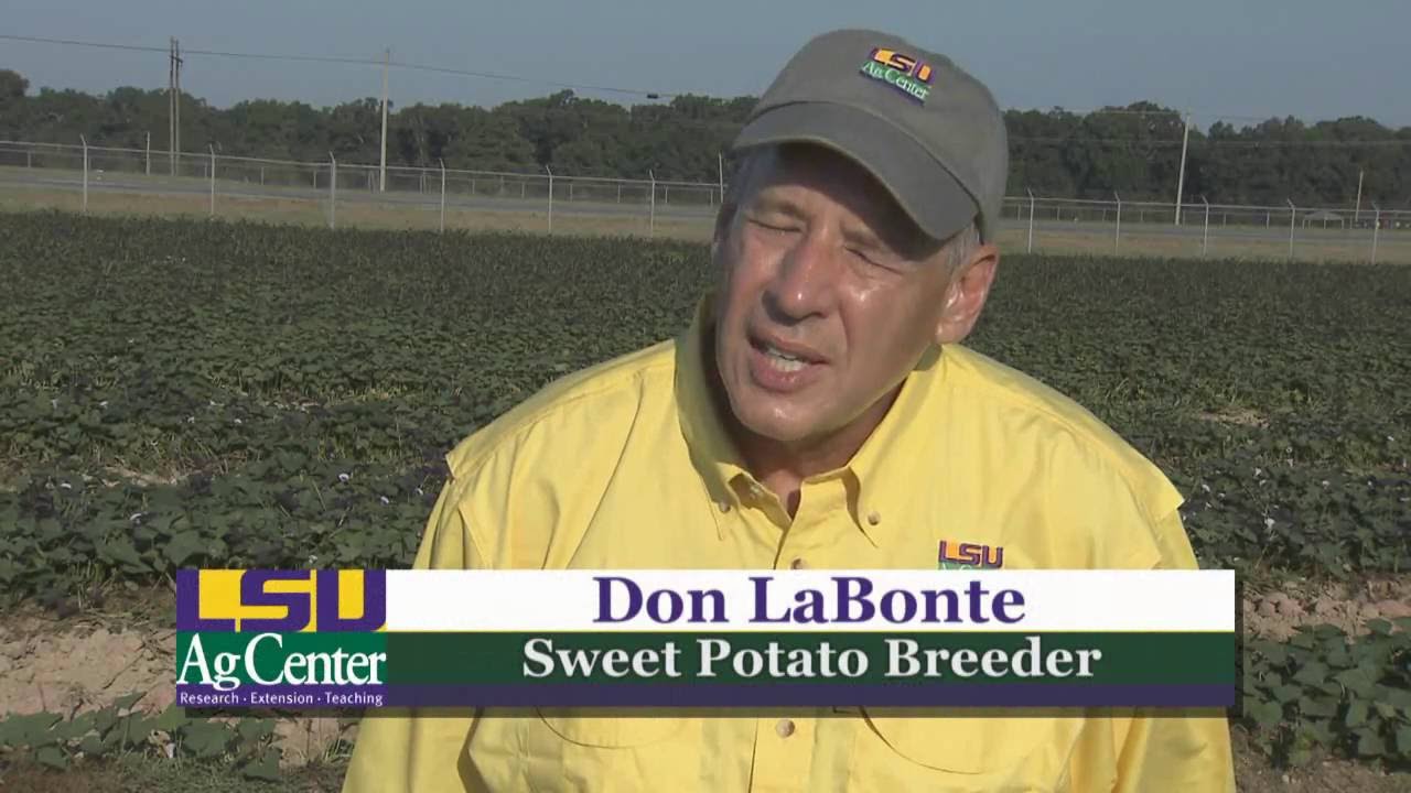 Wet weather conditions affect Louisiana sweet potato harvest