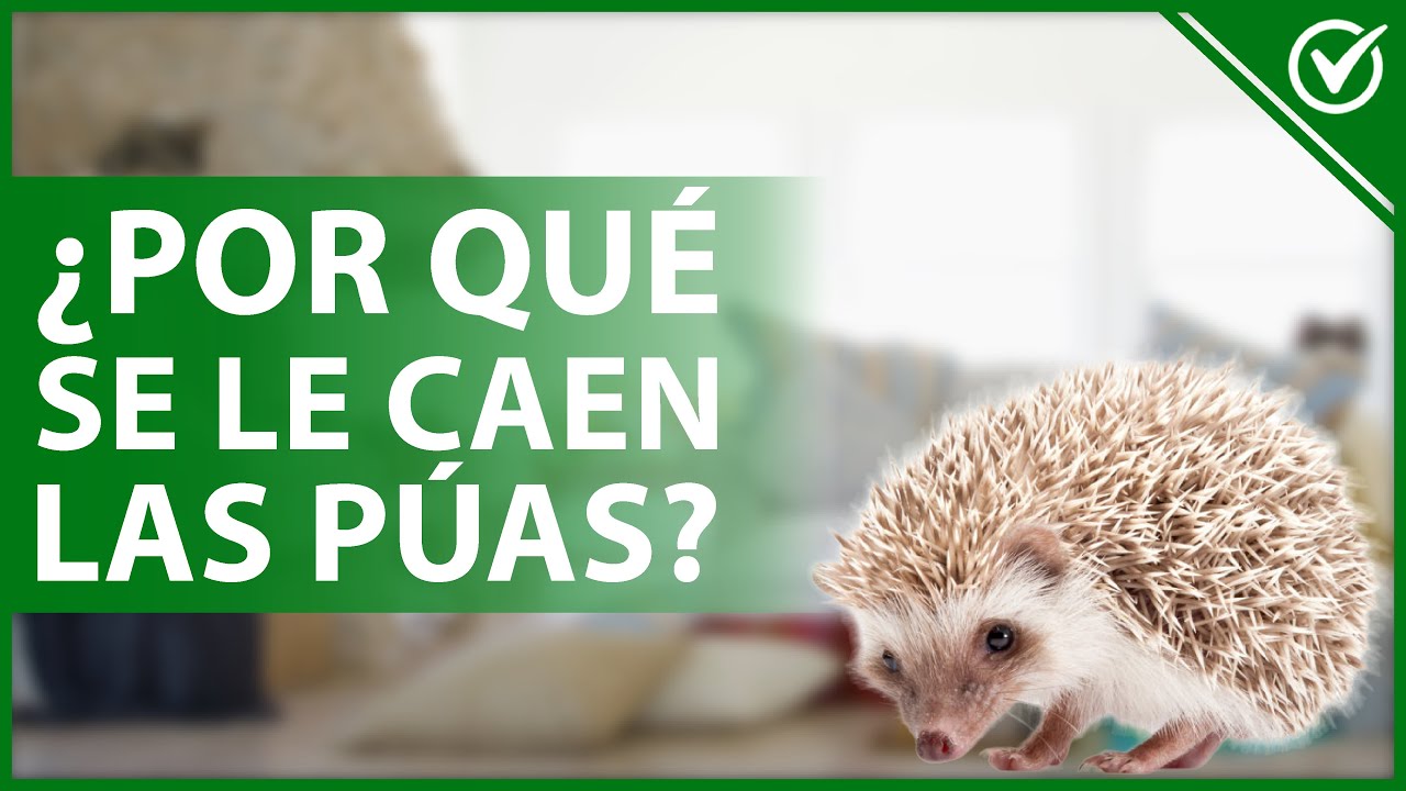 🦔 ¿Por qué se le CAEN las PÚAS a un ERIZO africano y qué hacer para tratarlo? 🦔
