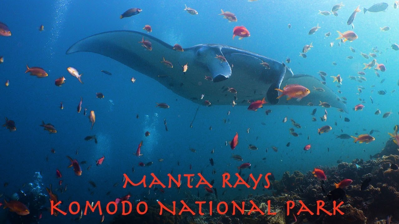 Manta Rays in Komodo, Indonesia - Manta Alley & Mawan Dive Sites - BONUS  - NINJA manta rhei too!!