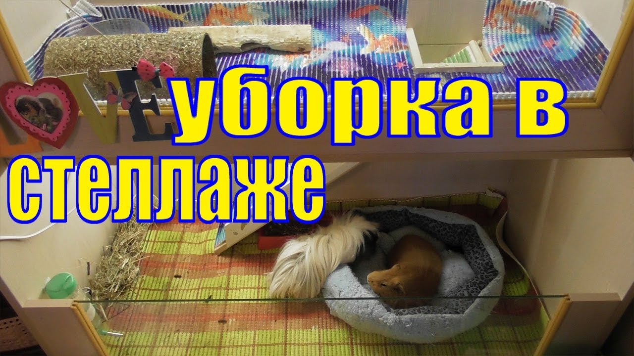Уборка в стеллаже/Воняют ли свинки/Как часто мыть клетку/генеральная уборка в клетке/Уборка клетки