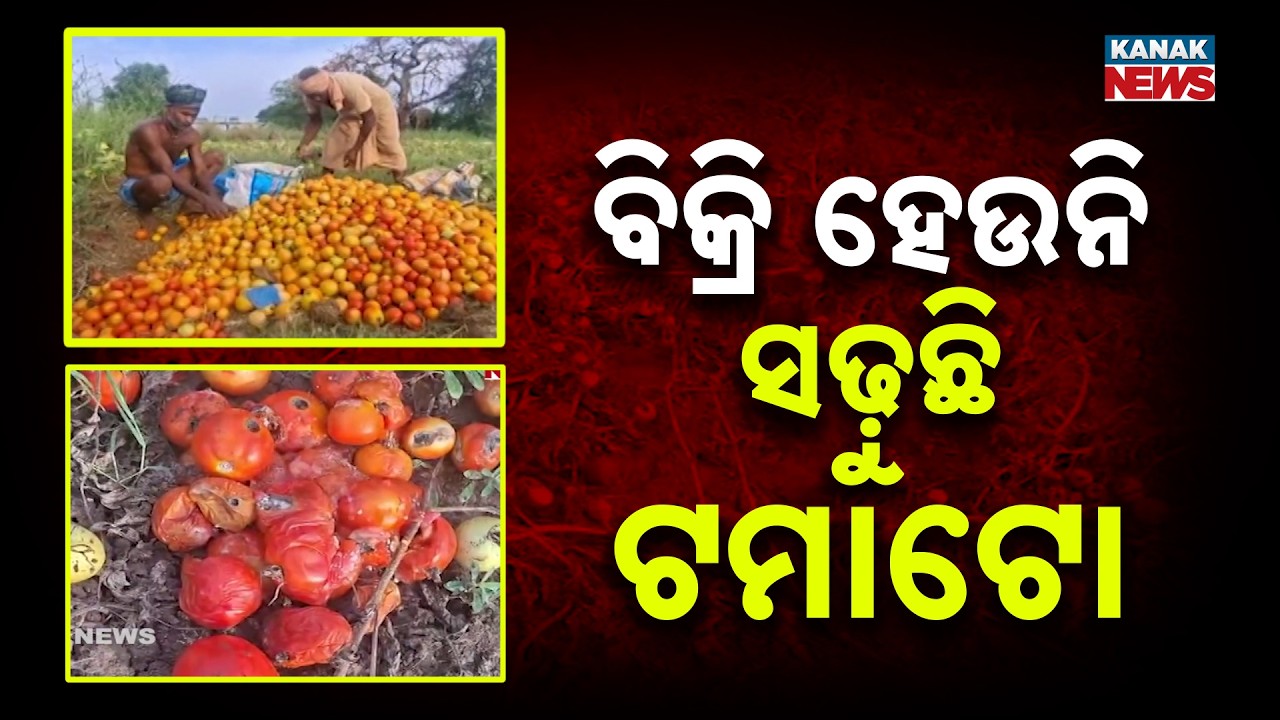 Tomato Crisis in Puri | Farmers Face Huge Losses Due to Weather