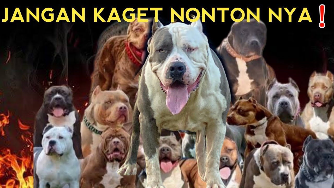 MENGEJUTKAN ‼️ TERNYATA TOTAL ANJING DI JAMBI SUPERBULLS ADA . . . ‼️