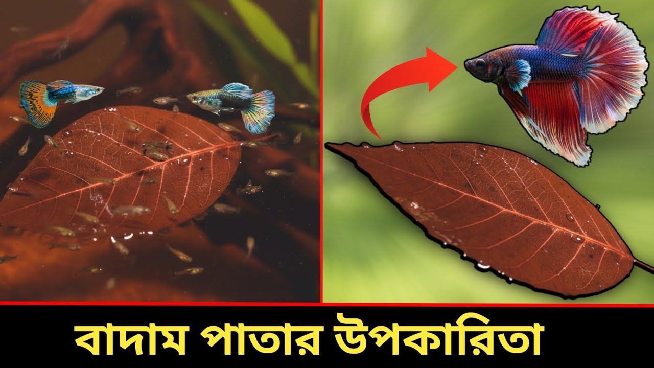 বাদাম পাতার ৭টি উপকারিতা !! একুরিয়ামের জাদুকরী পাতা : Indian Almond Leaves . 