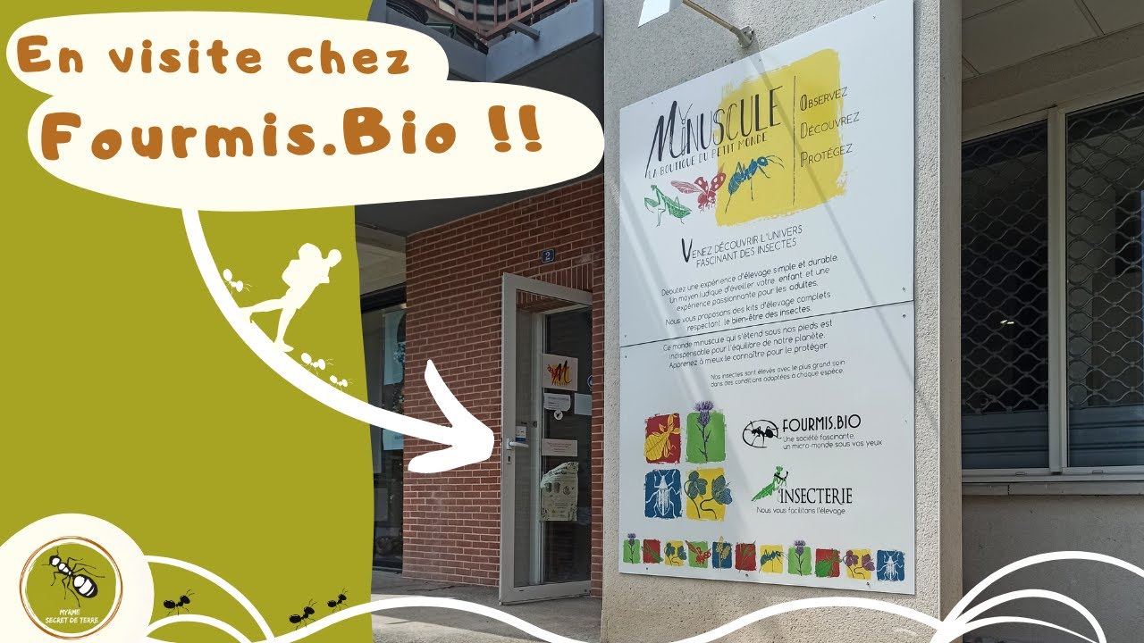 En Visite chez Fourmis.Bio