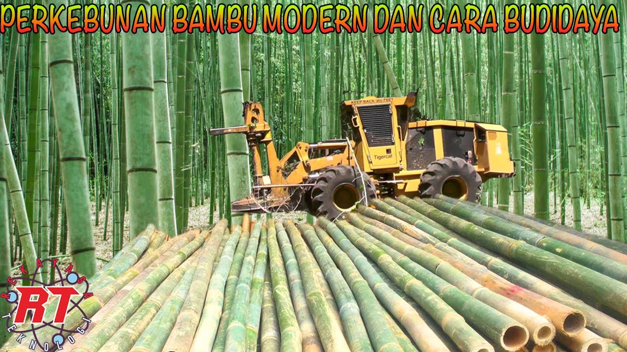 KEREN! BEGINILAH JIKA BAMBU DIBUDIDAYAKAN SECARA MODERN DAN PROFESIONAL