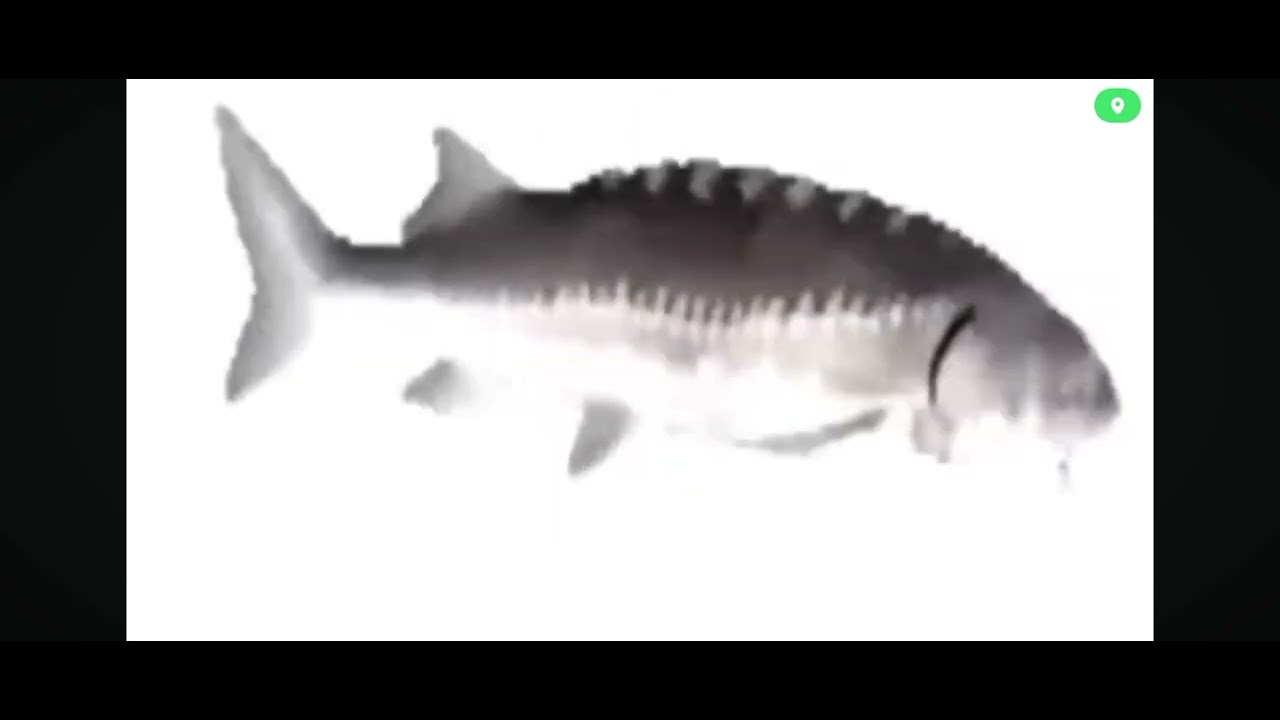 Spinning Fish(5 MINUTES)