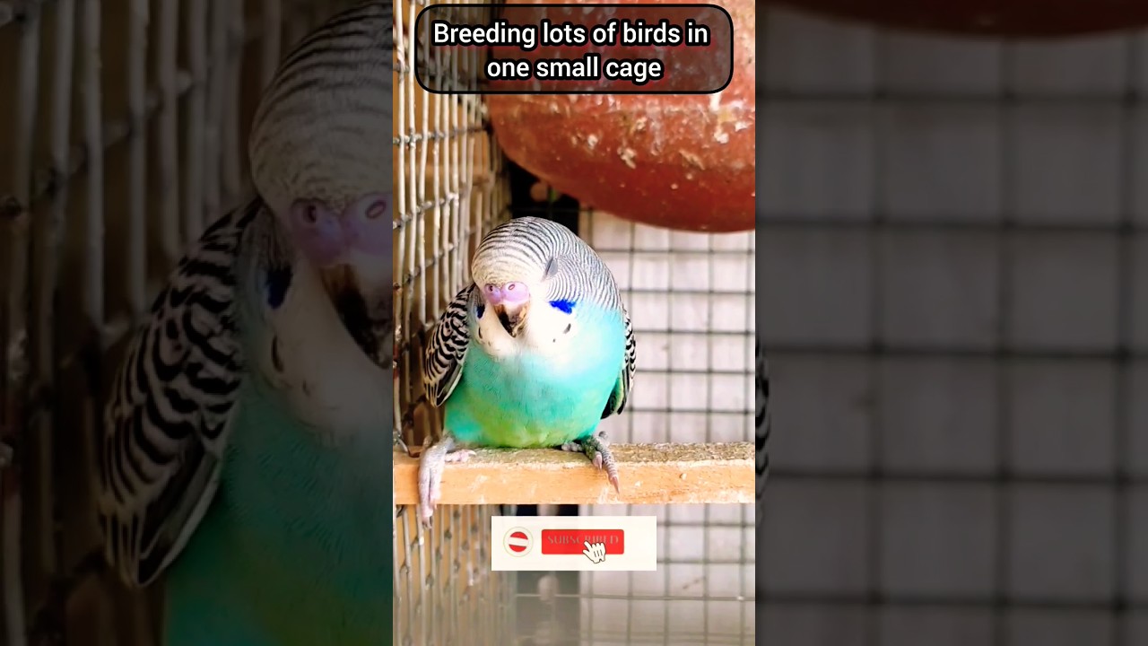 Top 4 breeding mistakes in love birds 