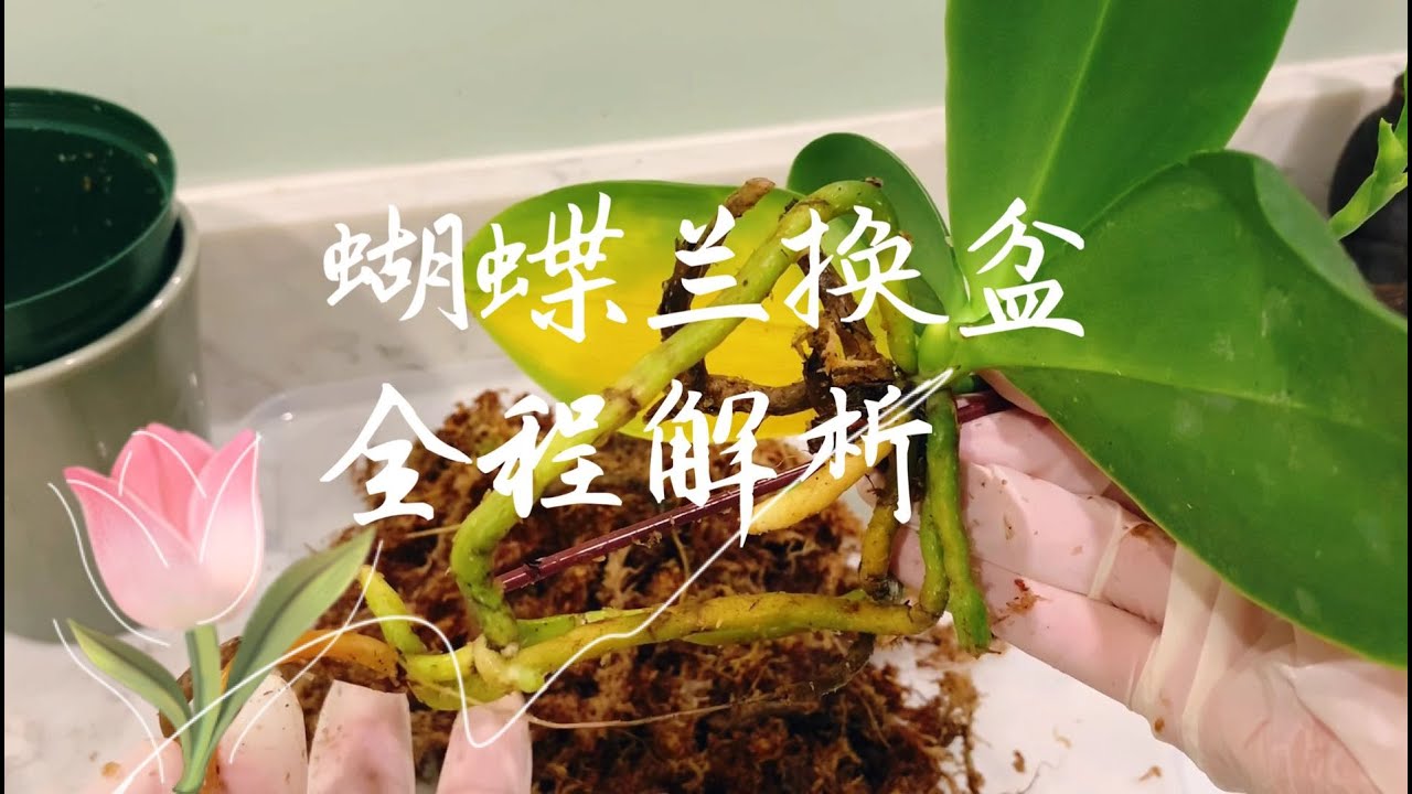 【养兰记】蝴蝶兰换盆全程解析|水苔树皮混合植料|旧植料去除|剪烂根|冲洗|上盆|操作步骤|技巧要点，坐标多伦多