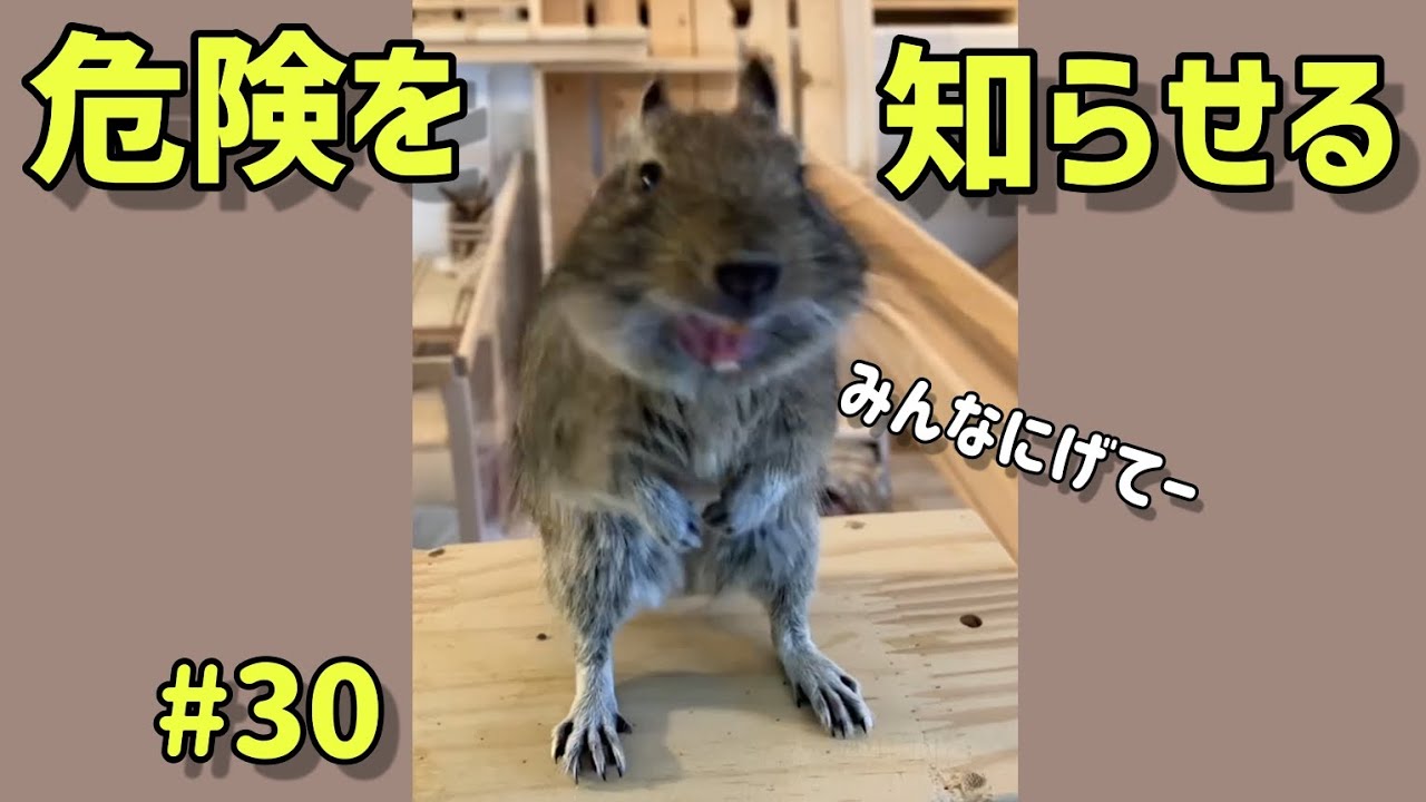 #30  デグーの鳴き声 ❲身の危険篇❳