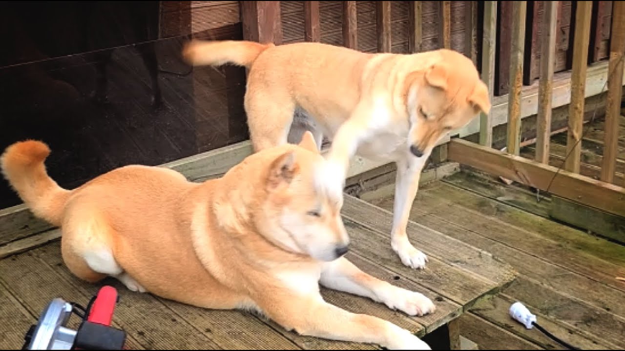[563] 아빠 뺨 때리는 딸 진돗개 장금이, 엄마개 복실이와 별거하는 아빠 금동이 울적한 마음 달래려고 애를 써요.