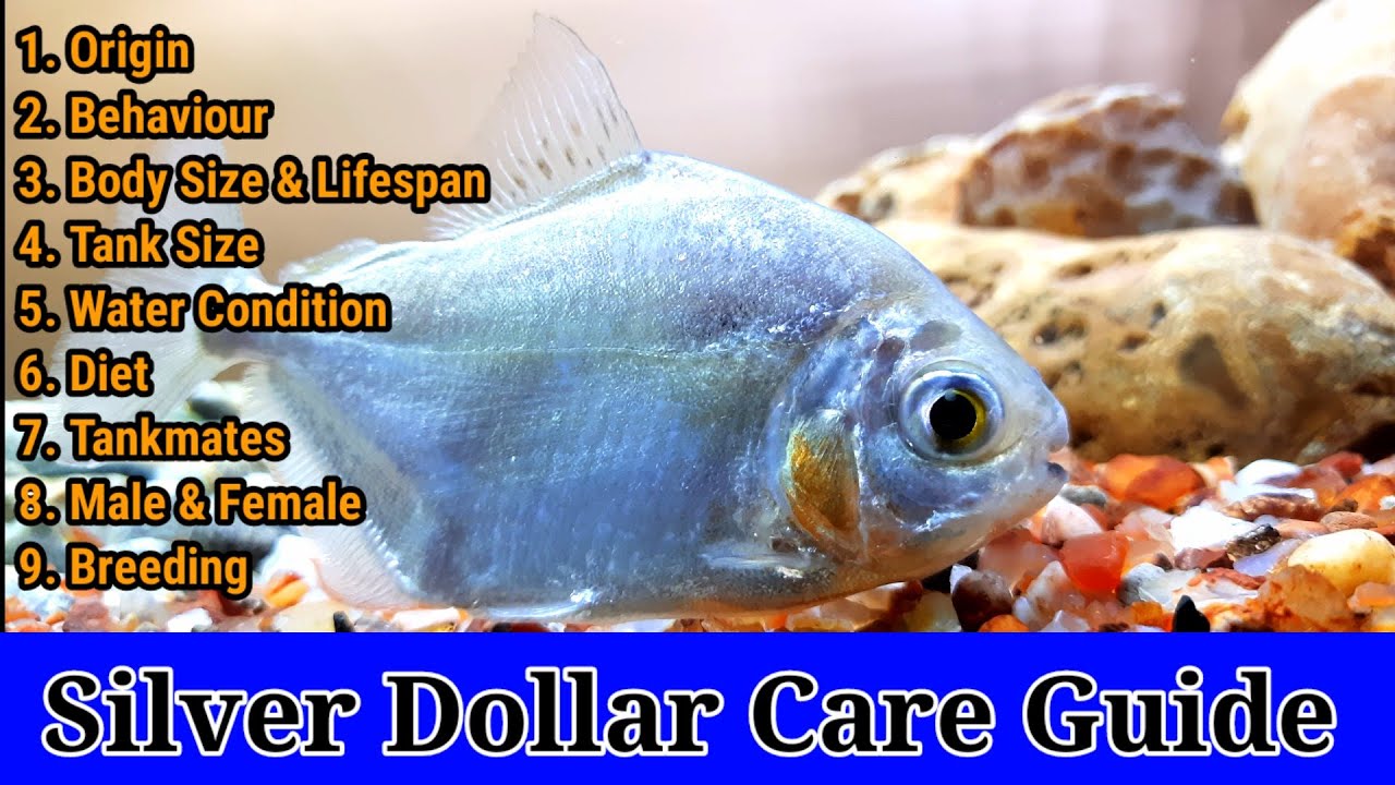 Everything About Silver Dollar | Silver Dollar's Diet, Tank Mates, Gender Identification
