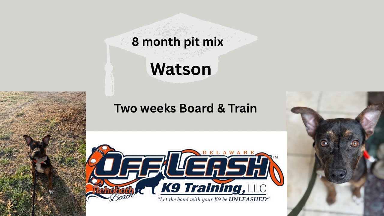 8 Month Old Pit Mix (Watson) | Best Delaware Dog Trainers | Off Leash K9 Training Delaware