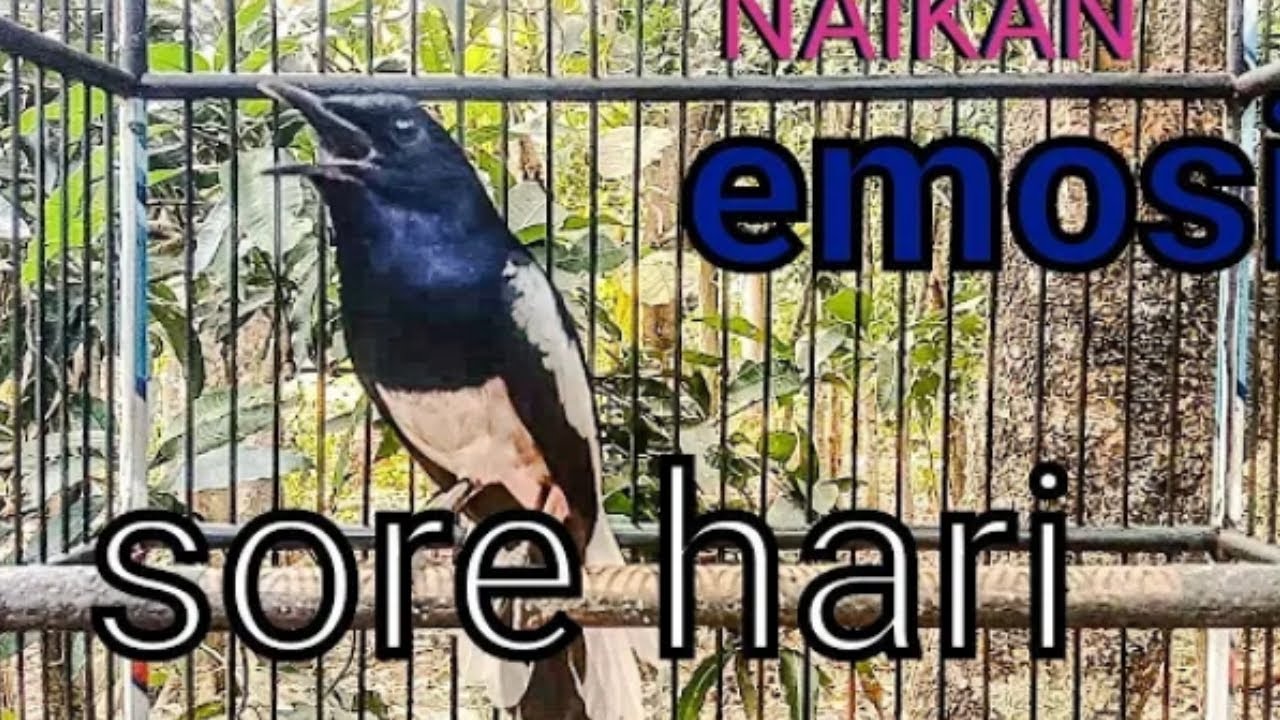 🔴 KICAUAN KACER NGEPLONG SORE HARI, PANCINGAN KACER bahan CEPAT RESPON