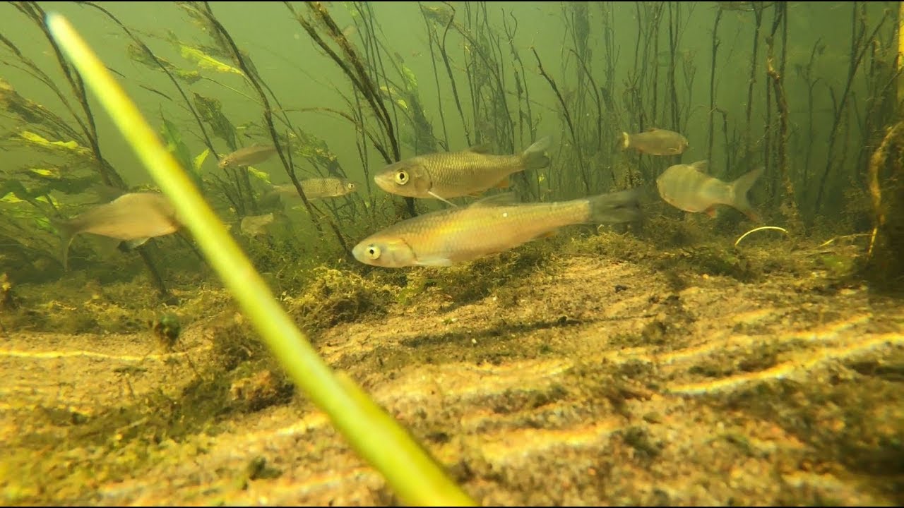 WKRA, podwodny świat (underwater)