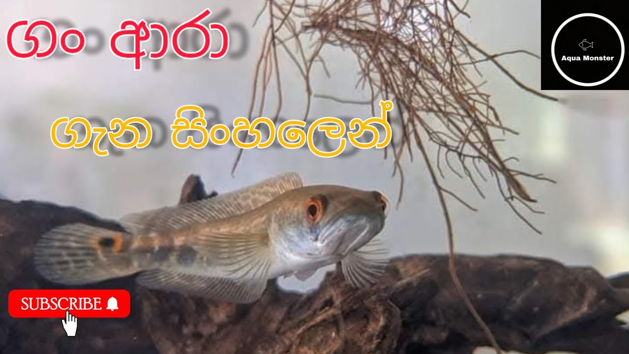 🐍ගං ආර ගැන හැමදේම සිංහලෙන් | channa aara @aquamonster-x