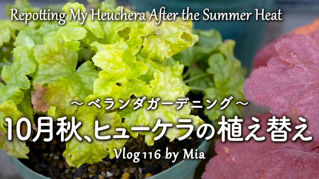 涼しくなった10月秋、夏の間がんばったヒューケラを植え替えてあげました | ベランダガーデニング #116 Repotting My Heuchera After the Summer Heat