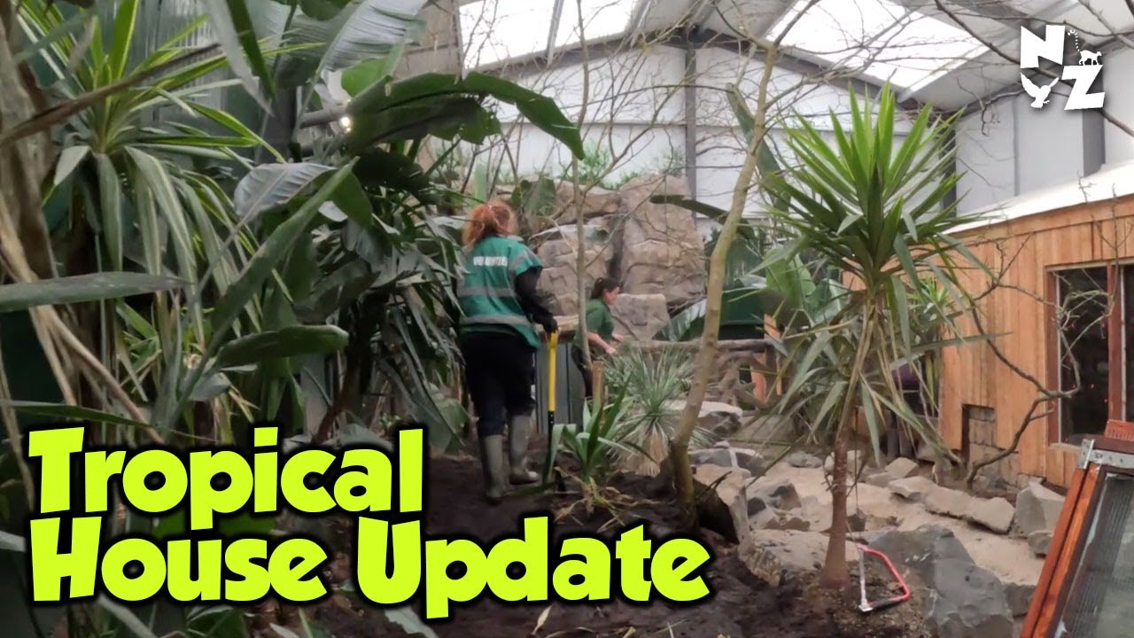 Tropical Building Update - Can you guess the species?