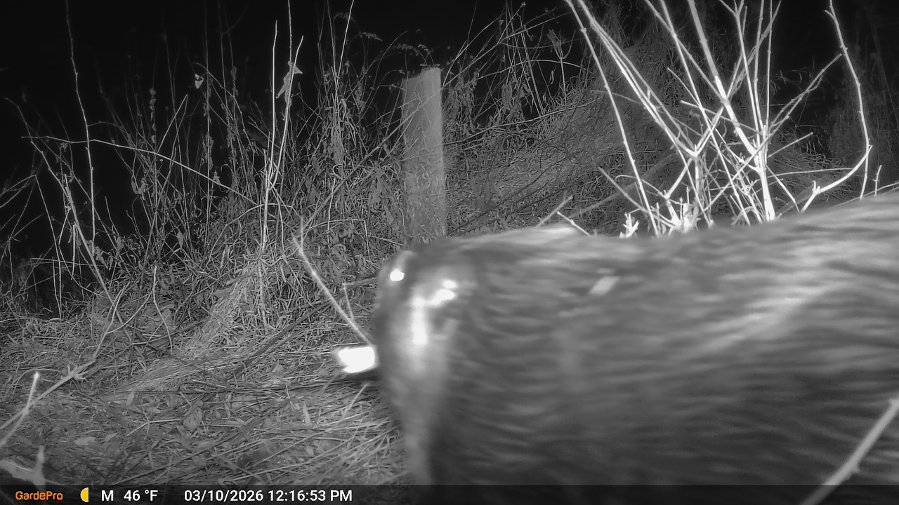 Beaver Captured on Camera Building Along Briar Creek