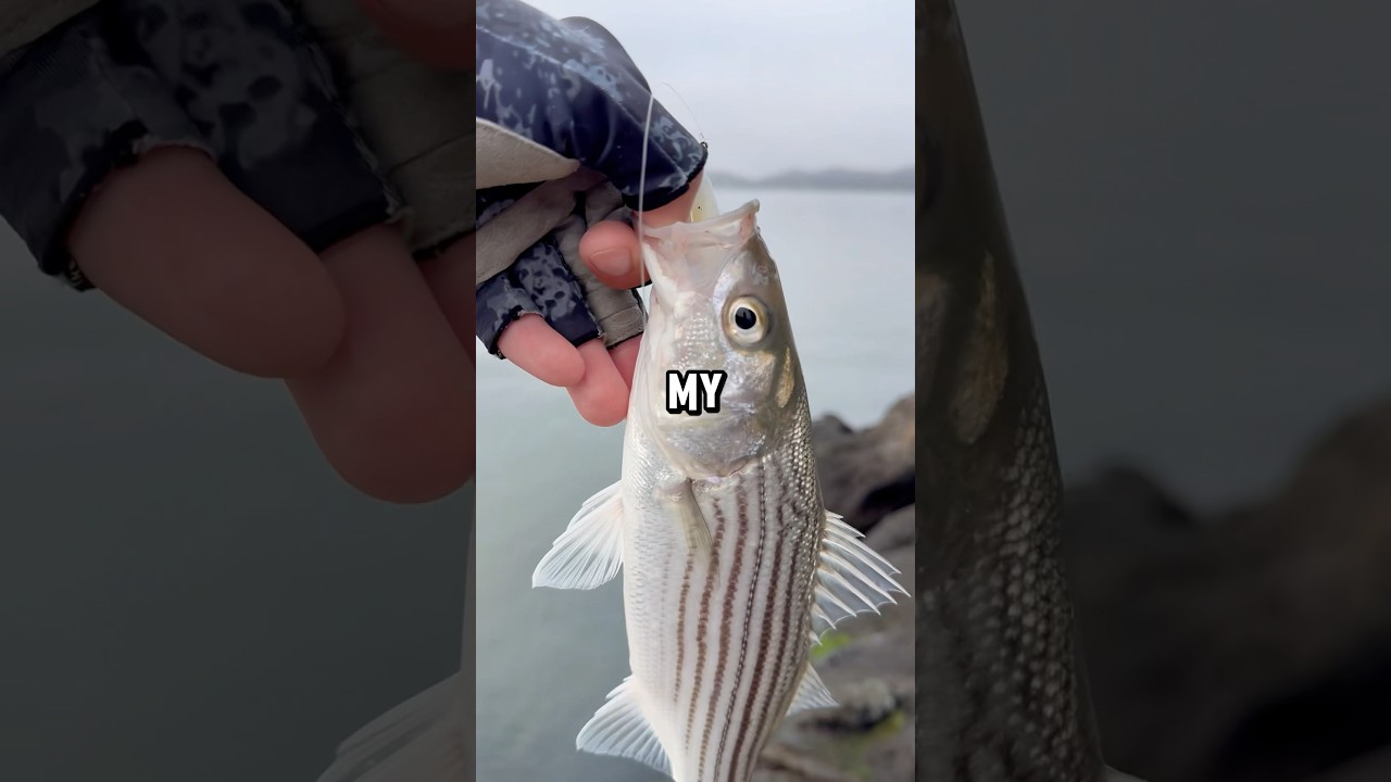 How To Catch Bay Area Striped Bass!