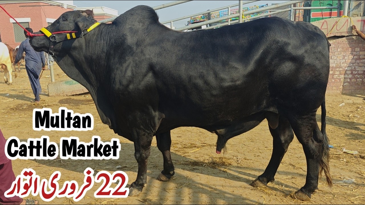 Heavy Black Beauty Cholistani Bachra | 22 Feb 2026 Multan Cow Mandi Fresh Rates Update