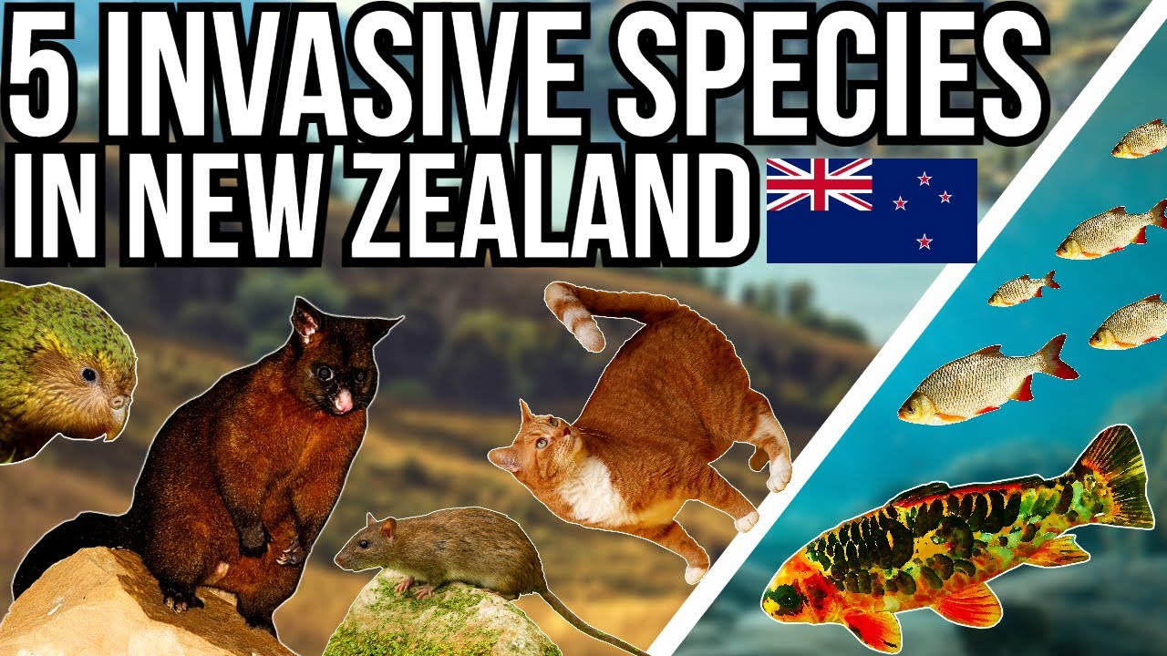 5 Problem Invasive Species In New Zealand