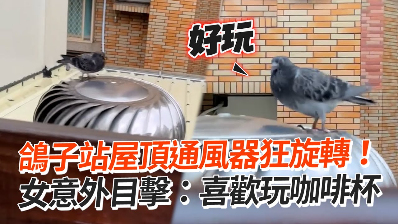 鴿子站屋頂通風器狂旋轉！　女意外目擊：喜歡玩咖啡杯│寵物│鳥│Pet│