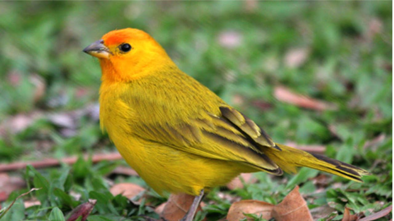 Curso Criação Comercial de Canário da Terra (Chapinha) - Manejo - Cursos CPT
