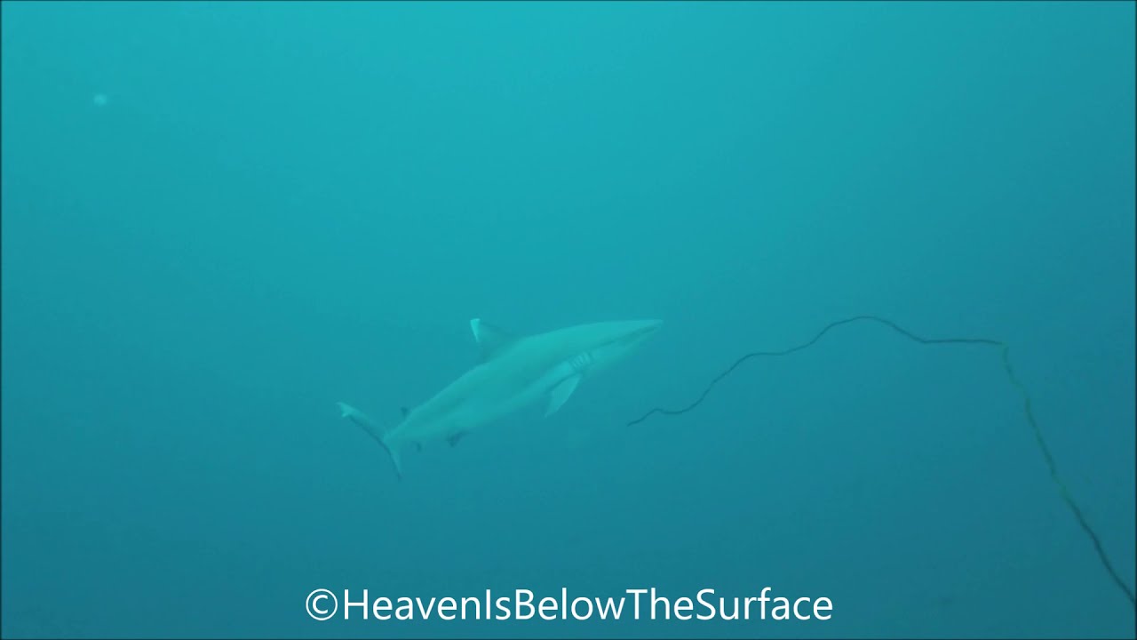 Scuba Diving - Grey Shark @ Beriyan Thila - Raa Atoll - Maldives
