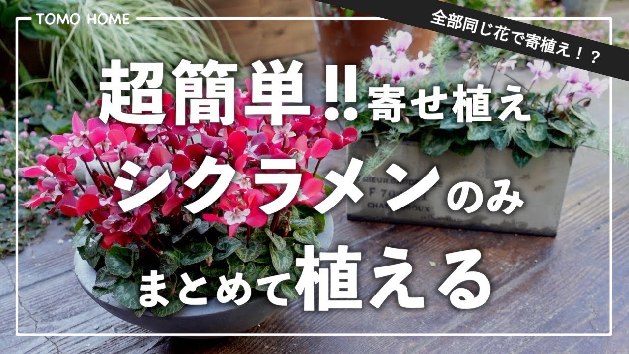 【同じ花だけで可愛くなる植え方】シクラメンを並べるだけ！超簡単寄せ植え？【今すぐ実践】