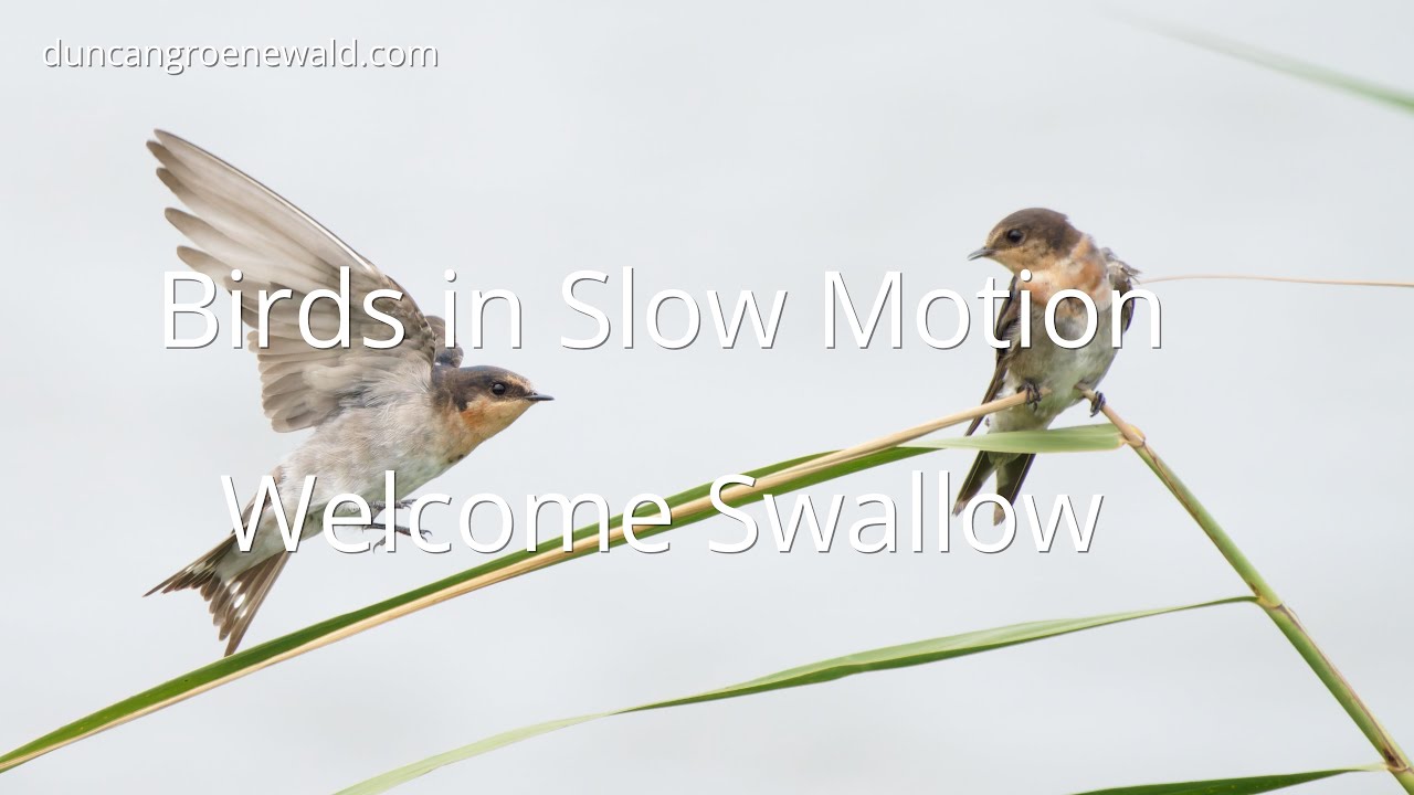 Birds in Slow Motion   Welcome Swallow   HD 1080p/240fps