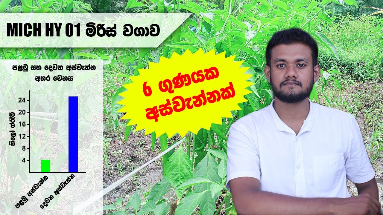 MICH HY 01 මිරිස් වගාව |  පලවෙනි දෙවෙනි අස්වනු | miris wagawa palaweni saha dewini aswanna | Chilli