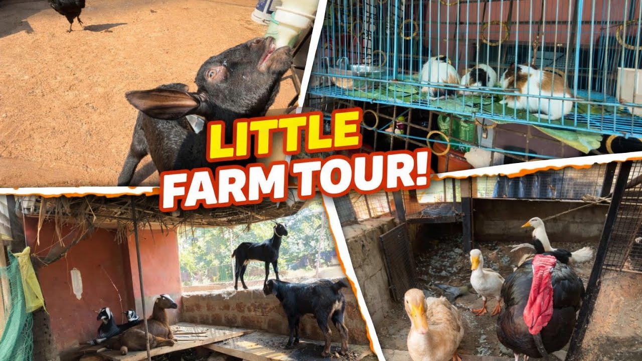 Экскурсия по моей мини-ферме 🐐🐓 | Столько милых животных! 😍