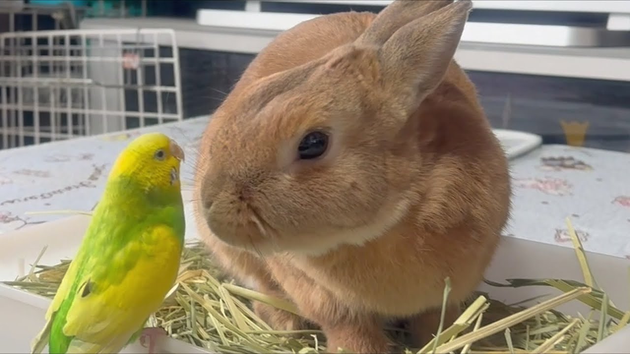 自分をウサギだと思って普通に草食べにくるインコに、普通に違和感しかないウサギ・・・　(No.2071)