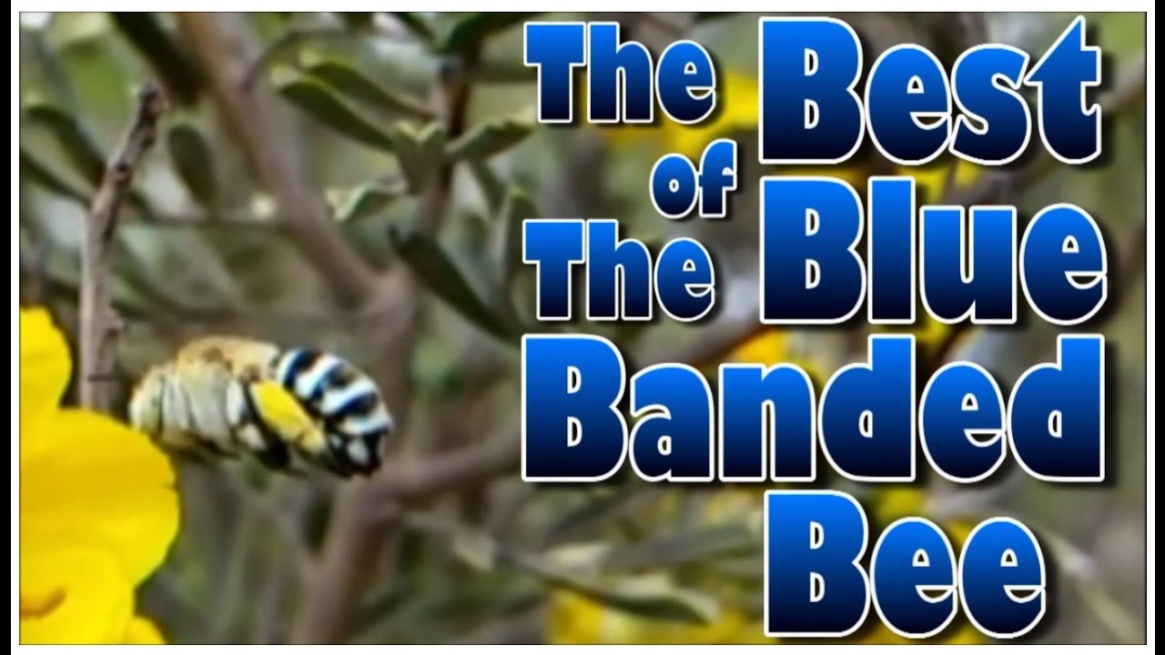 The Best of the Blue Banded Bee Australian Native Bee