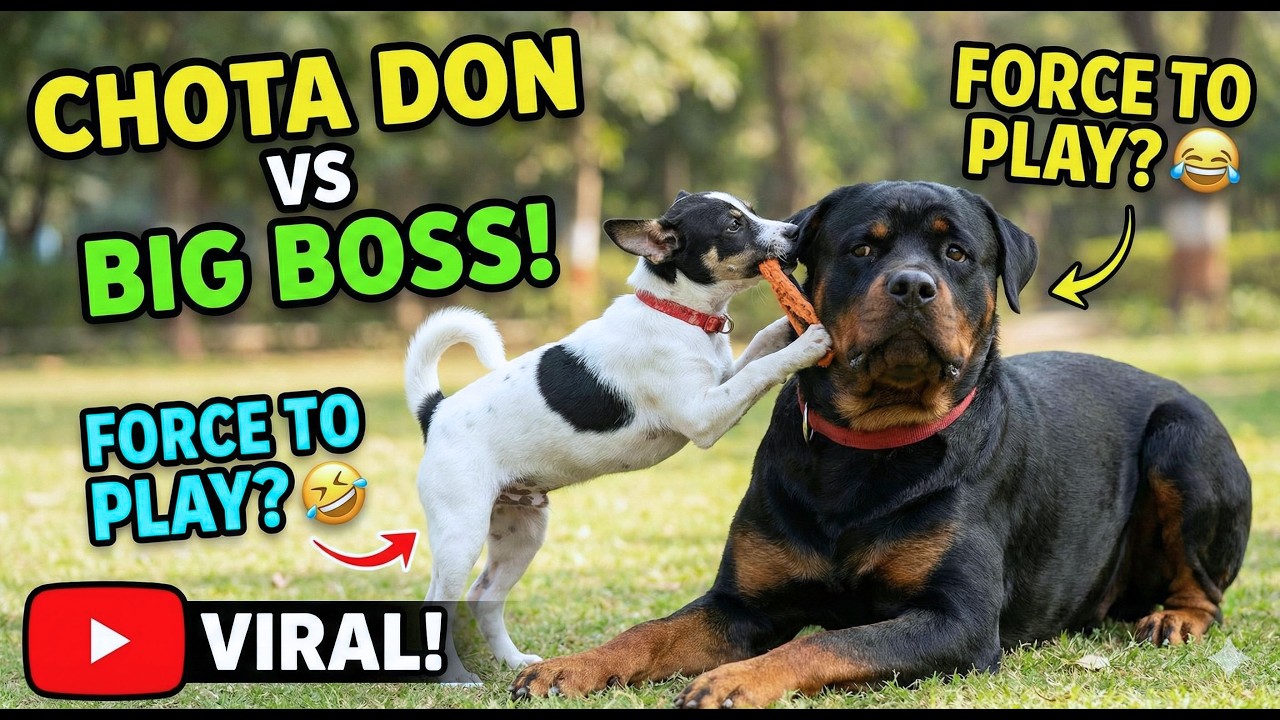 CHOTA DON vs BIG BOSS: Tiny Indie Dog vs. Giant Rottweiler! 😱