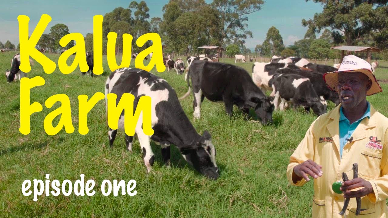 How Morris Perfected Dairy Farming -  Episode 1