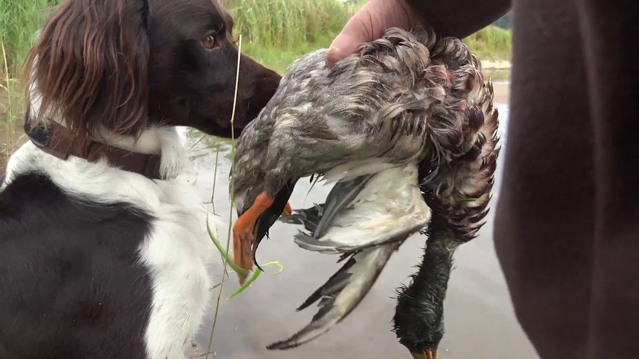Kleiner Münsterländer Übung am Federwild