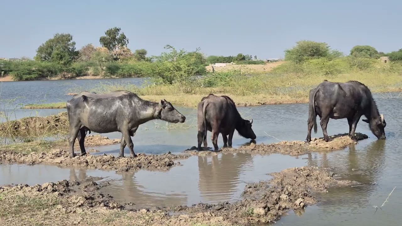 Buffalo on the way home during the fog #buffalo #milk  tabelaa #rajasthan 