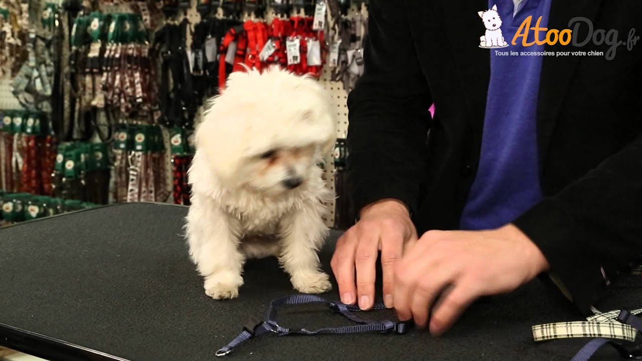 Les harnais pour chien - AtooDog
