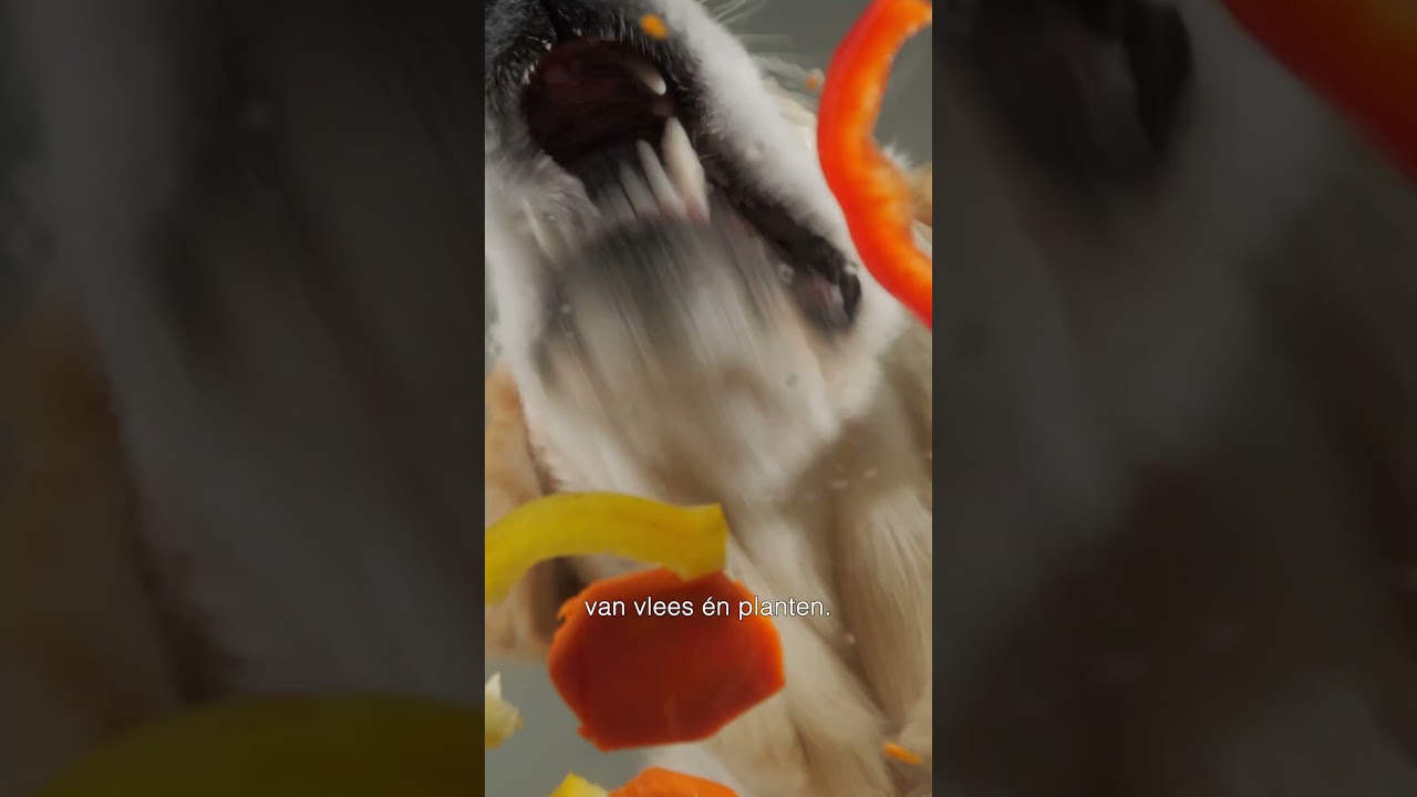 Mythe: Honden zijn omnivoren. 🥩