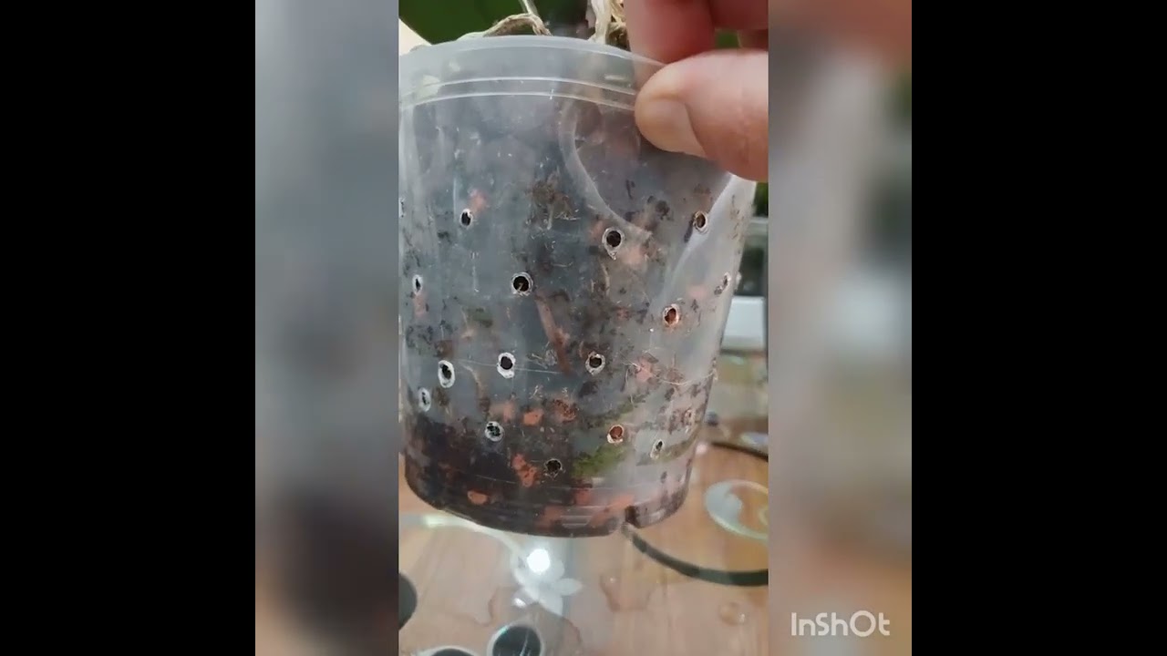 Orkide Saksı İçersinde Mantar 🍄 Neden olur