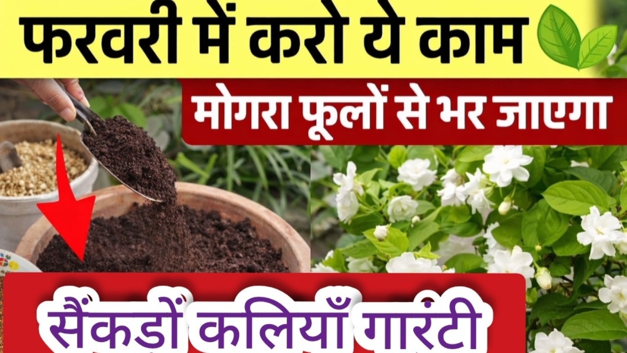 फरवरी में मोगरा के साथ करें ये 4 काम 🌿 गर्मियों में पौधा फूलों से भर जाएगा