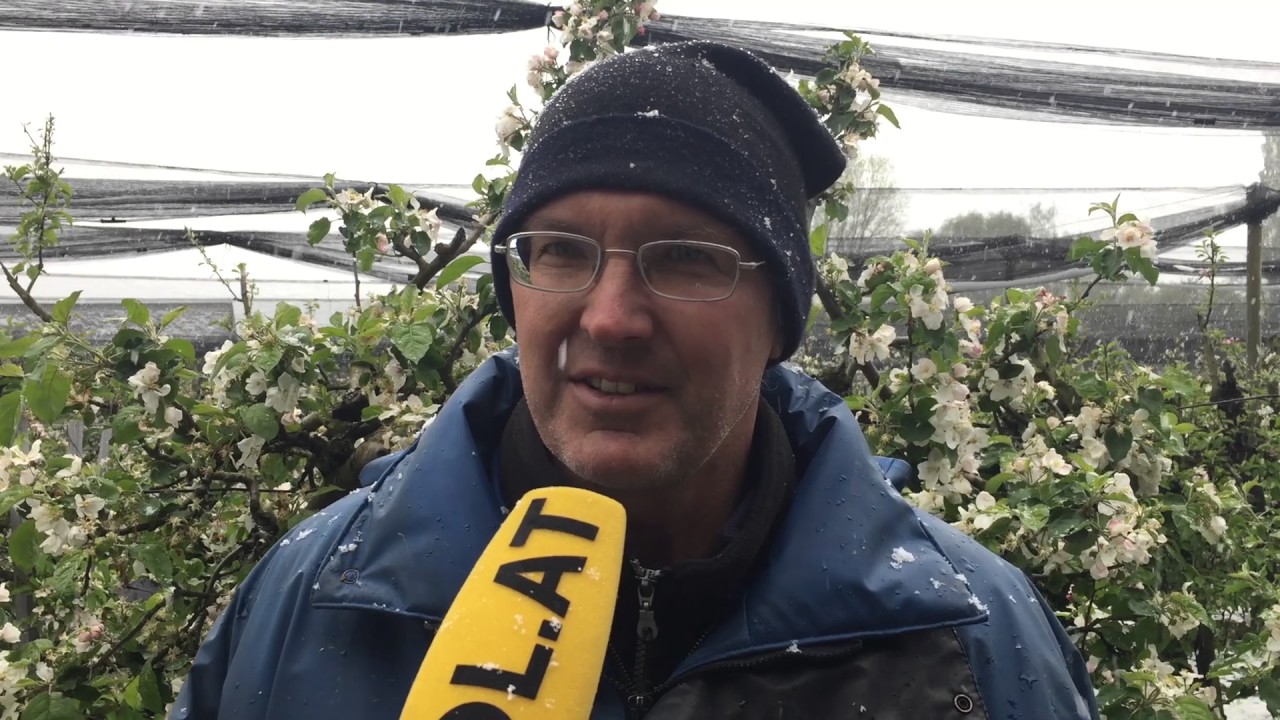 K&auml;lteeinbruch in Vorarlberg: Obstbauer f&uuml;rchten um ihre Ernte