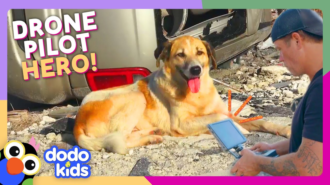 Drone Rescues Cats And Dogs From Hurricanes | Dodo Kids | For The Love Of The Wild