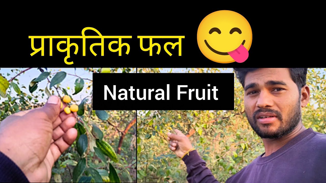 Indian Jujube बेर की कटाई! ताज़े और प्राकृतिक बेर खाने का असली मज़ा! 🌳
