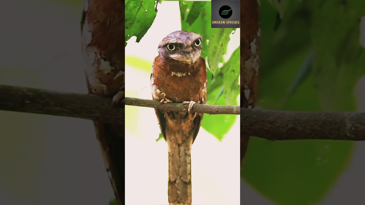 The Bird That Pretends to be Wood! 🦉🪵