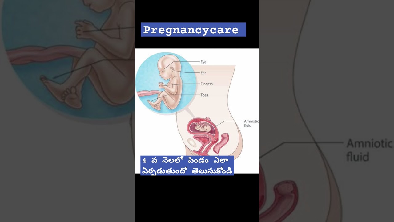 #fetaldevelopment #4thmonth fetus developement #ytshort #viral #pregencycare