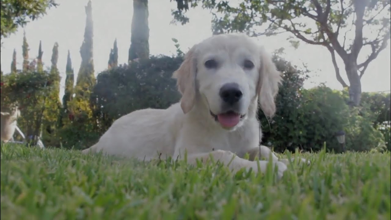 Please Support The Chris Wauben Be Kind to Animals Campaign, Thank You!